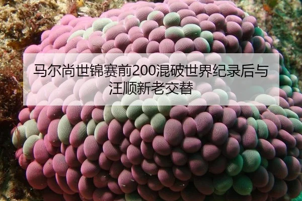 ma-er-shang-shi-jin-sai-qian-hun-po-shi-jie-ji-lu-hou-yu-wang-shun-xin-lao-jiao-ti-2-405.jpg